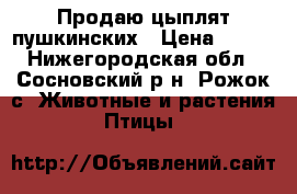 Продаю цыплят пушкинских › Цена ­ 100 - Нижегородская обл., Сосновский р-н, Рожок с. Животные и растения » Птицы   